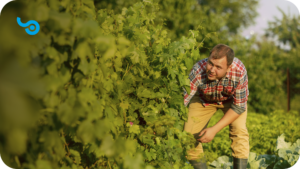 Na imagem é mostrado um agricultor cuidando de uma plantação de uvas. Representando o que o texto fala sobre o Plano Safra 2023/2024 e o crédito para agricultura familiar. A logo da Softfocus, um S estilizado com um ponto no meio, é sinalizada no canto superior esquerdo.